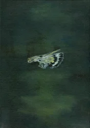 Ala di Falena, 2014